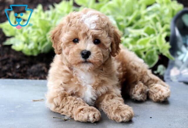 Fluffy apricot Bichpoo puppy with white markings on its chest and forehead, lying down on a smooth surface with green foliage behind it and a blanket nearby. image