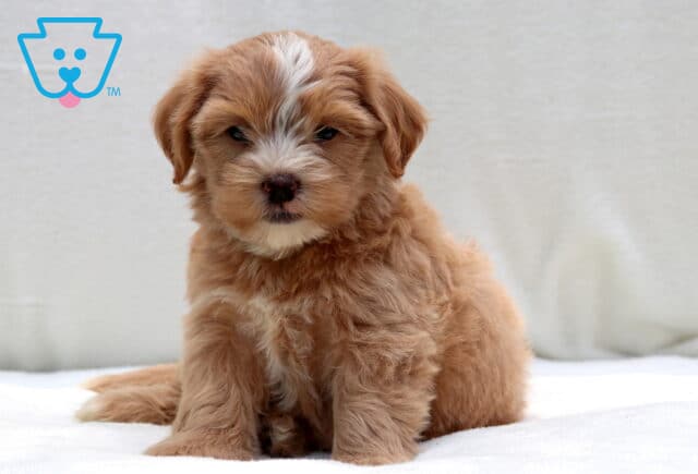 Fluffy tan and white Poodle mix puppy with a white blaze on its forehead and chest, sitting on a soft white blanket against a plain background. image
