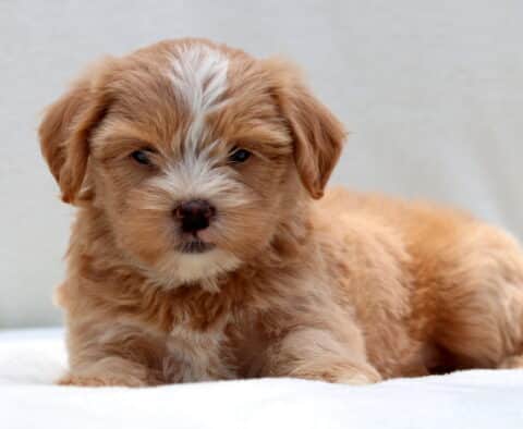 Adorable tan Poodle mix puppy with a white stripe down its forehead and a white chest, lying on a white blanket and looking content with relaxed eyes.