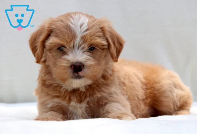 Adorable tan Poodle mix puppy with a white stripe down its forehead and a white chest, lying on a white blanket and looking content with relaxed eyes. image