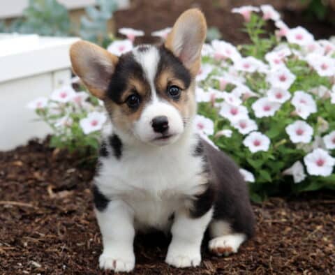 Buffy Corgi
