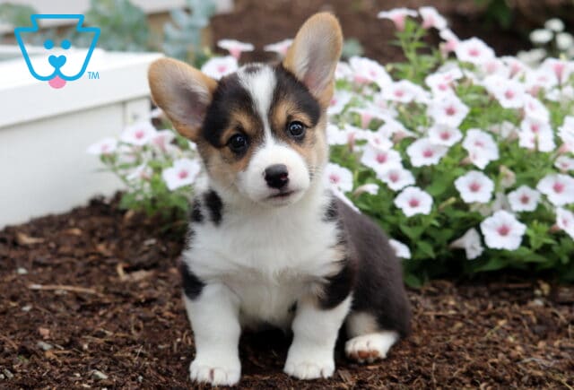 Buffy Corgi image