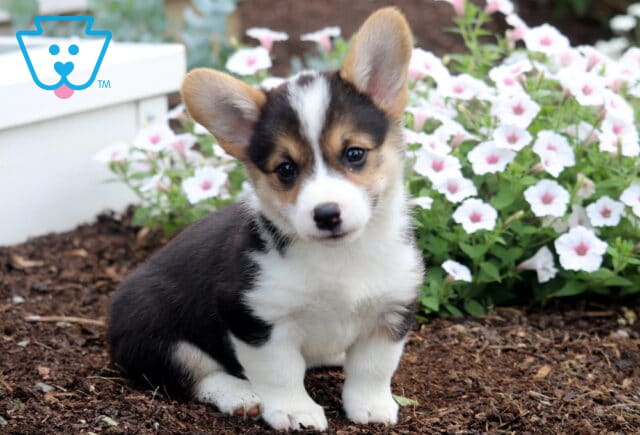 Buffy Corgi2 image