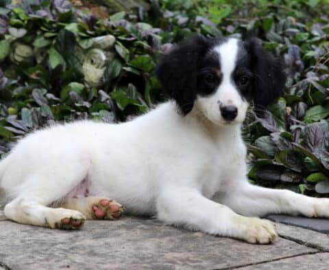 Adorable Mini Bernedoodle puppy with a white coat and black markings laying on a stone path, surrounded by green and purple foliage.