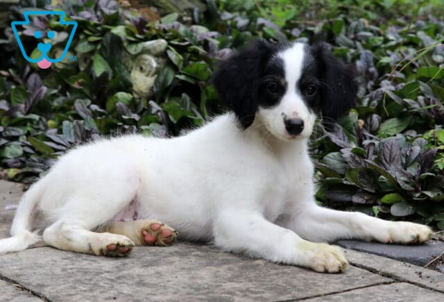 Adorable Mini Bernedoodle puppy with a white coat and black markings laying on a stone path, surrounded by green and purple foliage. image