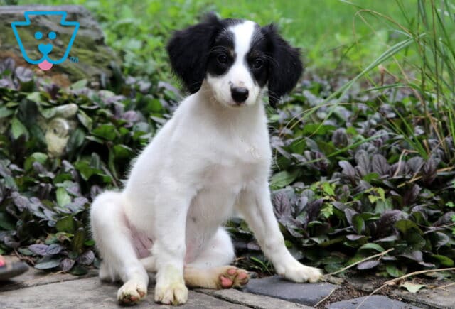 Curious Mini Bernedoodle puppy with a white coat and black ears sitting on a stone path, surrounded by lush green plants and purple foliage. image
