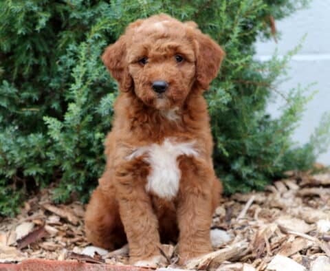 Bugs Mini Goldendoodle