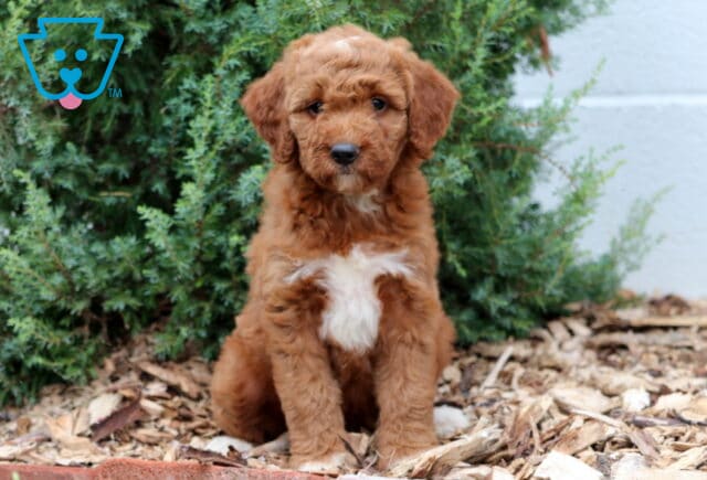 Mini Goldendoodle puppy with curly red fur and a large white patch on the chest, sitting on mulch with green shrubbery in the background. image