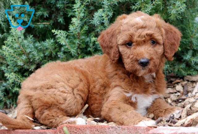 Mini Goldendoodle puppy with curly red fur and white markings lying on mulch near a brick edge, with green shrubs in the background. image