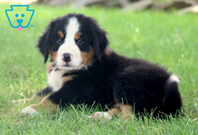Fluffy Bernese Mountain Dog puppy lying in the grass, gazing at the camera with a soft and relaxed expression. image