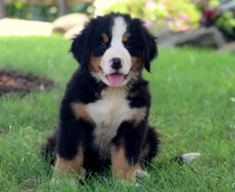 Adorable Bernese Mountain Dog puppy sitting in the grass with its tongue out, looking cheerful and full of personality.