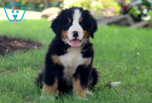 Adorable Bernese Mountain Dog puppy sitting in the grass with its tongue out, looking cheerful and full of personality. image