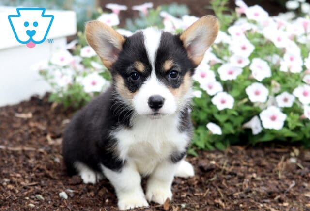 Buster Corgi image