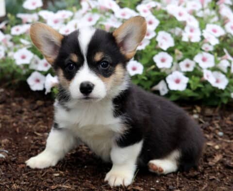 Buster Corgi2