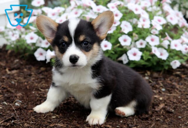 Buster Corgi2 image