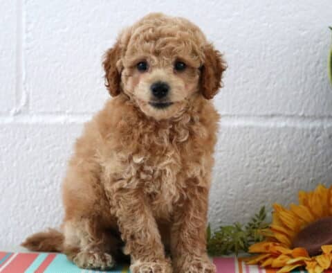 Buster Maltipoo