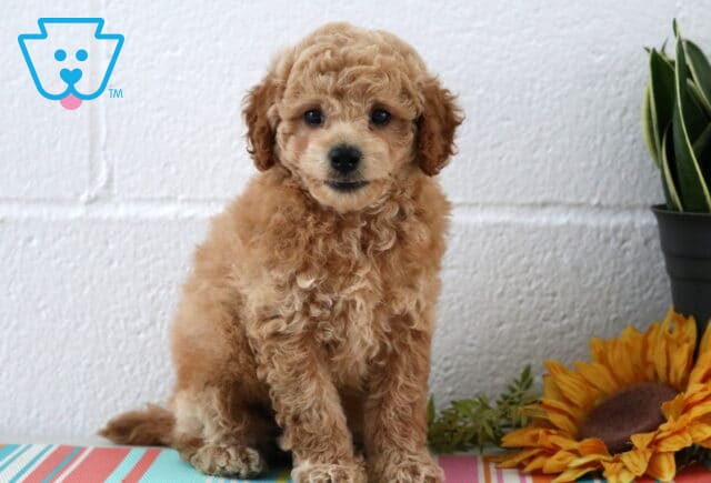 Buster Maltipoo image