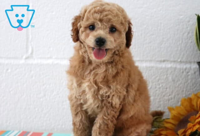 Buster Maltipoo2 image