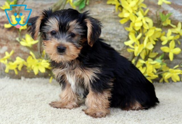 Buster Yorkie image
