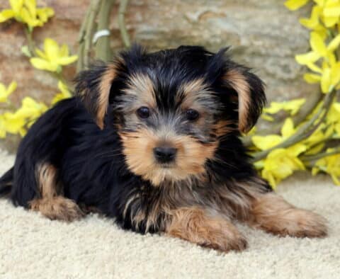 Buster Yorkie2