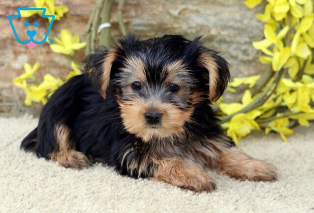 Buster Yorkie2 image