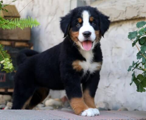 Playful Bernese Mountain Dog puppy standing on a stone path with tongue out, showing off its happy personality and fluffy tri-color coat.