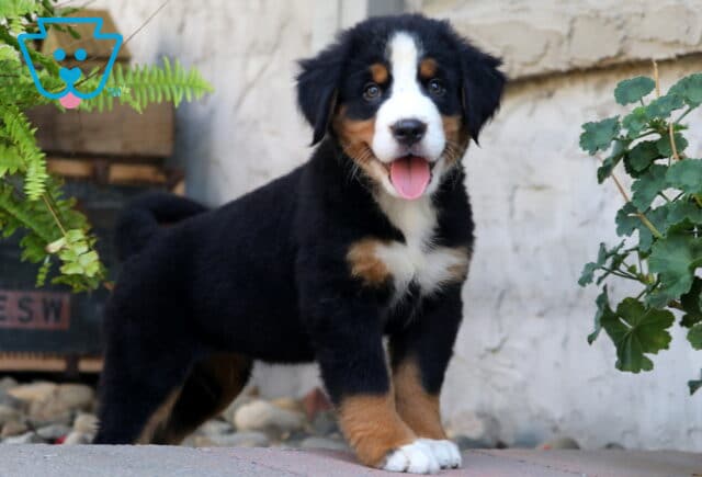 Playful Bernese Mountain Dog puppy standing on a stone path with tongue out, showing off its happy personality and fluffy tri-color coat. image
