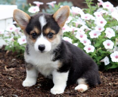 Buttercup Corgi