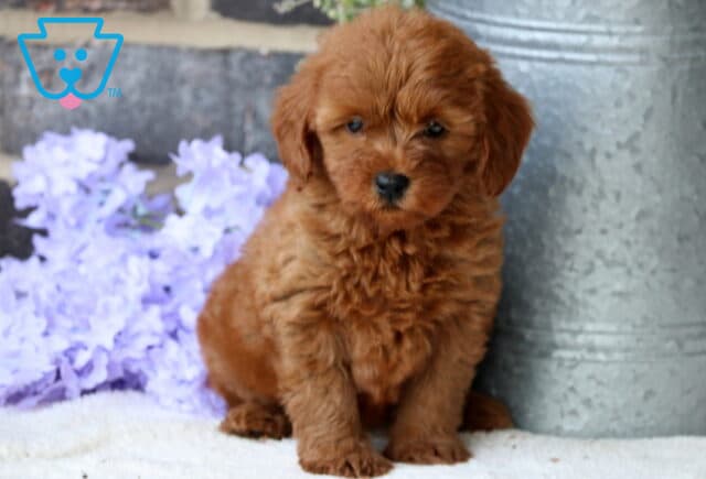 Buttercup Mini Goldendoodle image