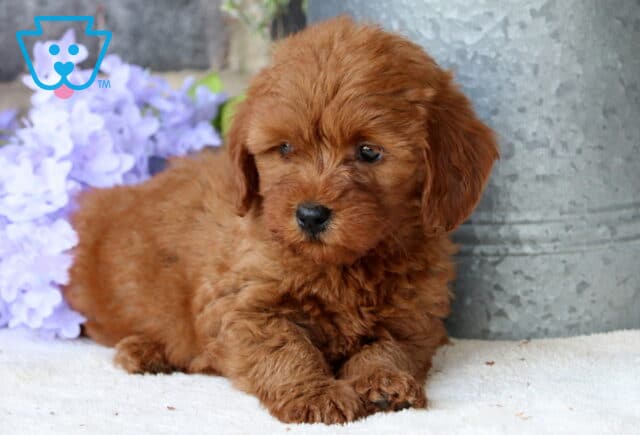 Buttercup Mini Goldendoodle2 image