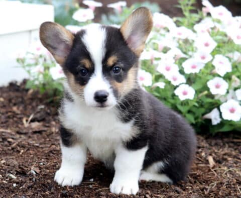 Buzz Corgi