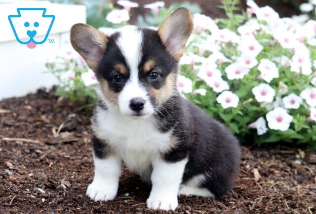 Buzz Corgi image