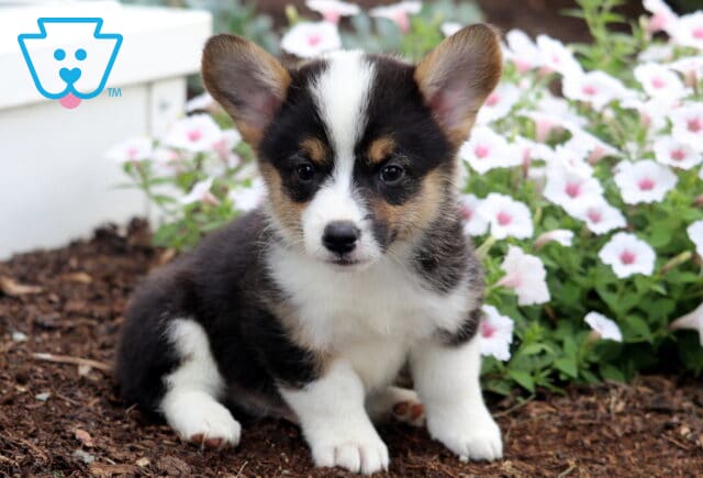 Buzz Corgi2 image