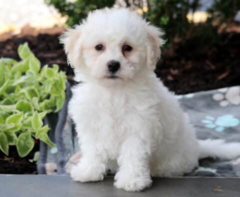 Captain BIchon