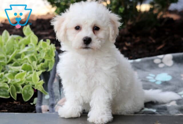Captain BIchon image