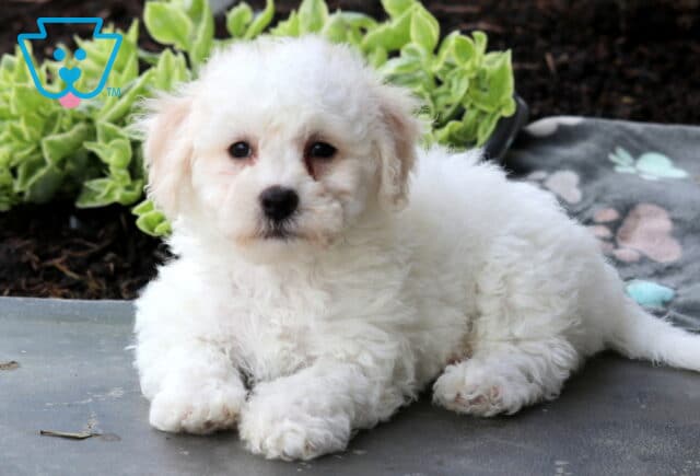 Captain BIchon2 image