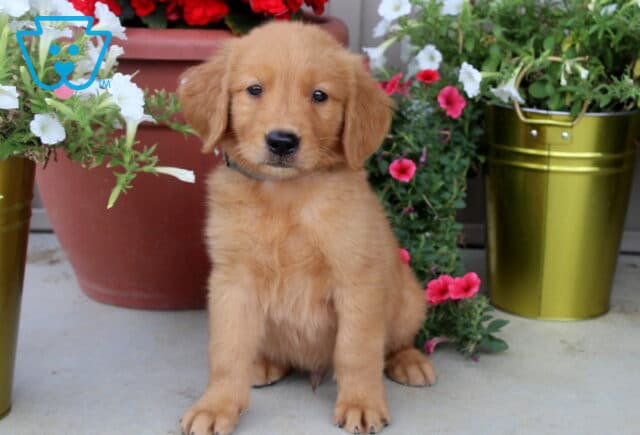 Fluffy Golden Retriever puppy with a light golden coat sitting on a porch between vibrant flower pots filled with white and pink blooms. image