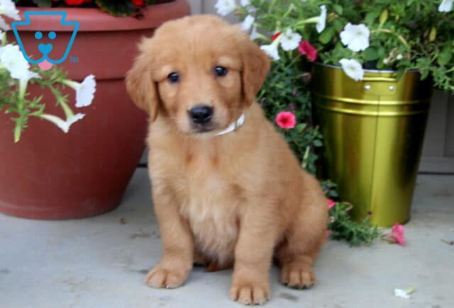 Fluffy Golden Retriever puppy with a white collar sitting between flower pots filled with blooming pink and white petunias. image