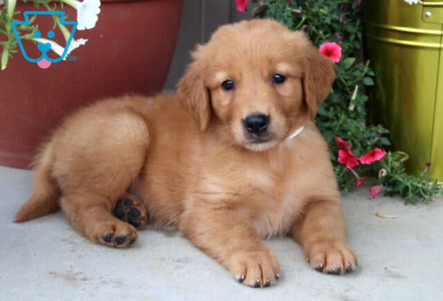 Golden Retriever puppy with a white collar lying down beside vibrant petunias in red, white, and pink, with a large red flower pot in the background. image
