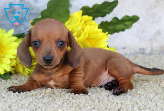 Carter Mini Dachshund image