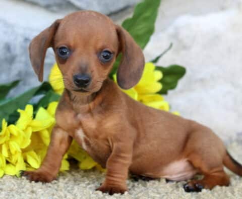 Adorable Miniature Dachshund puppy sitting upright on a light surface with bright yellow flowers behind, looking curiously at the camera with large, expressive eyes.