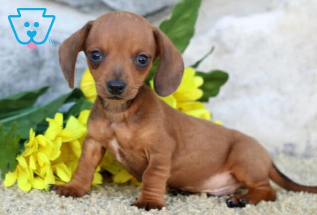 Carter Mini Dachshund2 image