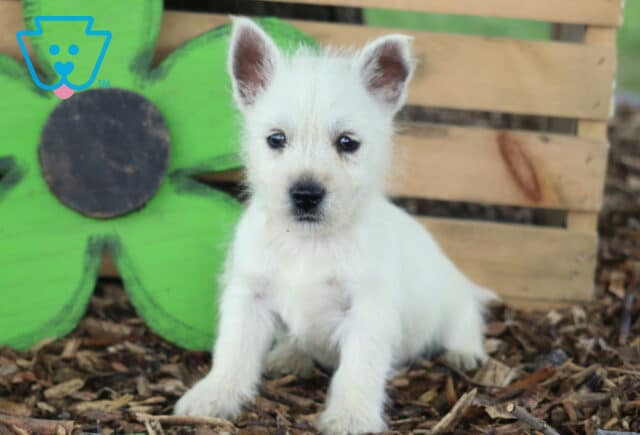 Cash Westie image