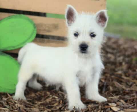 Cash Westie2
