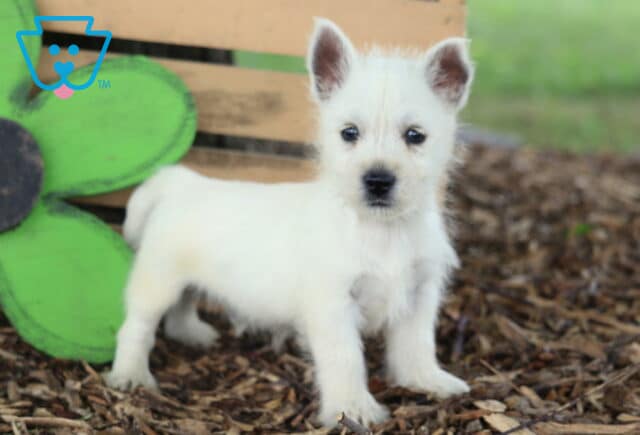 Cash Westie2 image
