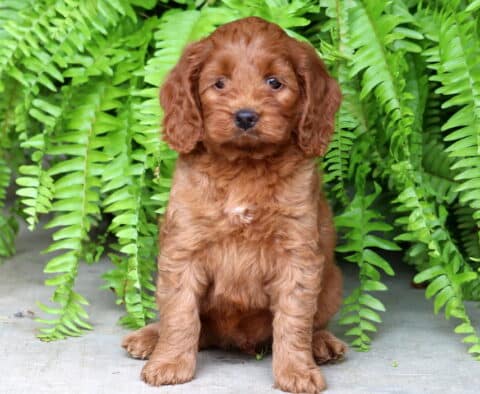 Curly-coated red Cockapoo puppy sitting upright on a concrete surface with vibrant green ferns in the background, looking attentively at the camera with soft brown eyes.