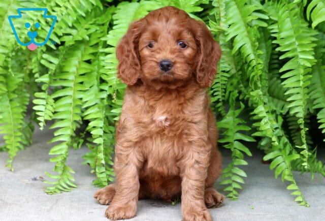 Curly-coated red Cockapoo puppy sitting upright on a concrete surface with vibrant green ferns in the background, looking attentively at the camera with soft brown eyes. image