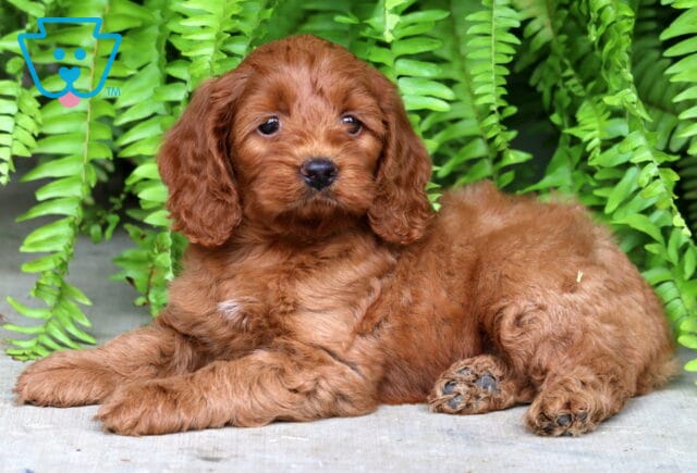 Adorable red Cockapoo puppy lying on the ground in front of a lush green fern backdrop, with soft curly fur, floppy ears, and a sweet, relaxed expression. image