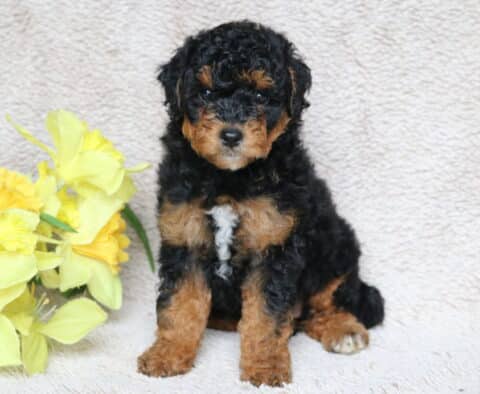 Cassie Mini Poodle