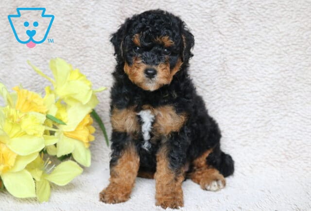 Mini Poodle puppy with curly black fur, rich tan markings, and a white patch on the chest, sitting beside bright yellow flowers on a soft cream-colored blanket. image